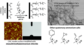 Graphical abstract: Hydrophobic cellulose nanocrystals modified with quaternary ammonium salts