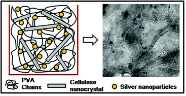 Graphical abstract: Augmented properties of PVA hybrid nanocomposites containing cellulose nanocrystals and silver nanoparticles