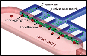 Graphical abstract: A microfluidic-based device for study of transendothelial invasion of tumor aggregates in realtime