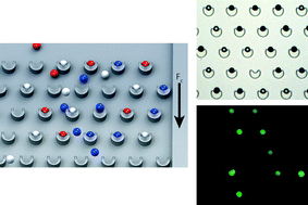 Graphical abstract: Array-based capture, distribution, counting and multiplexed assaying of beads on a centrifugal microfluidic platform