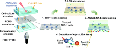 Graphical abstract: An integrated microfluidic platform for in situ cellular cytokine secretion immunophenotyping
