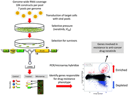 Graphical abstract: A genome-wide RNAi screen identifies novel targets of neratinib resistance leading to identification of potential drug resistant genetic markers
