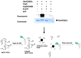 Graphical abstract: Probing adenylation: using a fluorescently labelled ATP probe to directly label and immunoprecipitate VopS substrates