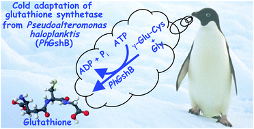 Graphical abstract: Characterization of a cold-adapted glutathione synthetase from the psychrophile Pseudoalteromonas haloplanktis