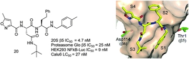 Graphical abstract: Optimization of a series of dipeptides with a P3 β-neopentyl asparagine residue as non-covalent inhibitors of the chymotrypsin-like activity of human 20S proteasome
