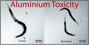 Graphical abstract: Aluminium exposure disrupts elemental homeostasis in Caenorhabditis elegans