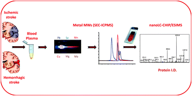 Graphical abstract: Detection of metals and metalloproteins in the plasma of stroke patients by mass spectrometry methods
