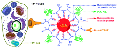 Graphical abstract: Optimizing conditions for encapsulation of QDs by varying PEG chain density of amphiphilic centipede-like copolymer coating and exploration of QDs probes for tumor cell targeting and tracking