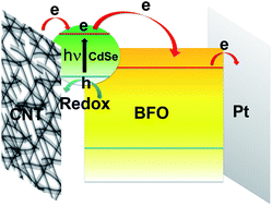 Graphical abstract: Electrical and thermal properties of a carbon nanotube/polycrystalline BiFeO3/Pt photovoltaic heterojunction with CdSe quantum dots sensitization