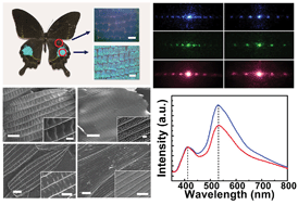 Graphical abstract: Morphology-controlled synthesis of ZnO replicas with photonic structures from butterfly (Papilio paris) wing scales for tunable optical properties