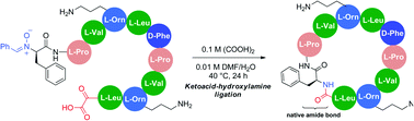Graphical abstract: Chemoselective cyclization of unprotected linear peptides by α-ketoacid–hydroxylamine amide-ligation