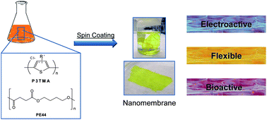 Graphical abstract: Bioactive and electroactive response of flexible polythiophene:polyester nanomembranes for tissue engineering