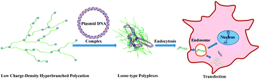 Graphical abstract: Cationic long-chain hyperbranched poly(ethylene glycol)s with low charge density for gene delivery