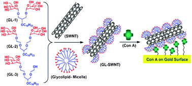 Graphical abstract: Self assembly of bivalent glycolipids on single walled carbon nanotubes and their specific molecular recognition properties