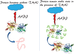 Graphical abstract: TMAO and sorbitol attenuate the deleterious action of atmospheric pressure non-thermal jet plasma on α-chymotrypsin