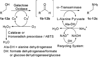 Graphical abstract: Amination of benzylic and cinnamic alcohols via a biocatalytic, aerobic, oxidation–transamination cascade