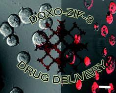 Graphical abstract: Cytotoxicity and slow release of the anti-cancer drug doxorubicin from ZIF-8