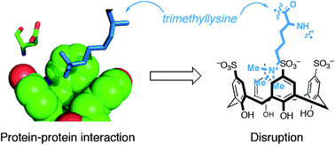 Graphical abstract: Supramolecular hosts that recognize methyllysines and disrupt the interaction between a modified histone tail and its epigenetic reader protein