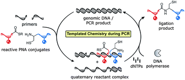 Graphical abstract: Bioorthogonal reactions challenged: DNA templated native chemical ligation during PCR