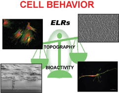 Graphical abstract: A comparative study of cell behavior on different energetic and bioactive polymeric surfaces made from elastin-like recombinamers