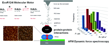 Graphical abstract: AFM protein–protein interactions within the EcoR124I molecular motor