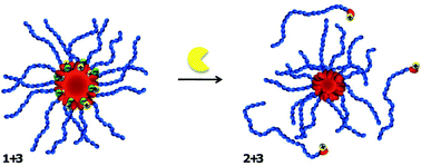 Graphical abstract: Charge complementary enzymatic reconfigurable polymeric nanostructures