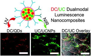 Graphical abstract: Down-/up-conversion luminescence nanocomposites for dual-modal cell imaging