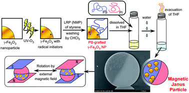 Graphical abstract: Localization of polymer-grafted maghemite nanoparticles in a hemisphere of Janus polymer particles prepared by a self-organized precipitation (SORP) method