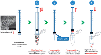 Graphical abstract: A novel tantalum-based sol–gel packed microextraction syringe for highly specific enrichment of phosphopeptides in MALDI-MS applications