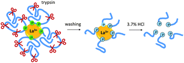 Graphical abstract: Highly selective recovery of phosphopeptides using trypsin-assisted digestion of precipitated lanthanide–phosphoprotein complexes