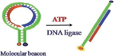 Graphical abstract: A novel sensitive and selective ligation-based ATP assay using a molecular beacon