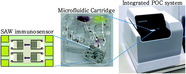 Graphical abstract: A centrifugally actuated point-of-care testing system for the surface acoustic wave immunosensing of cardiac troponin I