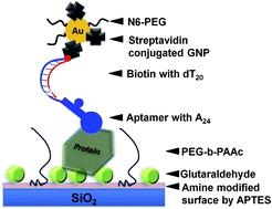 of factor IX using PEG-based blocking 