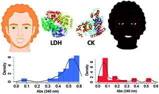 Graphical abstract: Biocatalytic analysis of biomarkers for forensic identification of ethnicity between Caucasian and African American groups