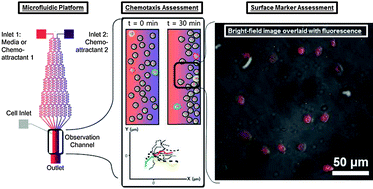 Graphical abstract: The role of p38 MAPK in neutrophil functions: single cell chemotaxis and surface marker expression