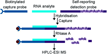 Graphical abstract: Self-reporting hybridisation assay for miRNA analysis