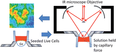Graphical abstract: ATR-FTIR spectroscopic imaging: recent advances and applications to biological systems