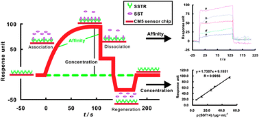 Graphical abstract: Affinity analysis of somatostatin and somatostatin receptor by surface plasmon resonance