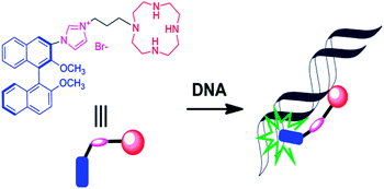 Graphical abstract: Imidazolium-based 1,1′-bi-2-naphthol fluorescent probe for ratiometric and selective detection of DNA in water