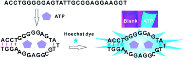 Graphical abstract: Label-free fluorescent assay of ATP based on an aptamer-assisted light-up of Hoechst dyes