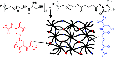 Graphical abstract: Hydrogels formed by oxo-ester mediated native chemical ligation