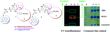 Graphical abstract: 1,3,5-Trisubstituted benzenes as fluorescent photoaffinity probes for human carbonic anhydrase II capture
