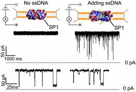 Graphical abstract: Single-molecule DNA detection using a novel SP1 protein nanopore