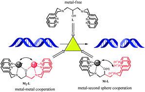 Graphical abstract: A dinucleating ligand which promotes DNA cleavage with one and without a transition metal ion