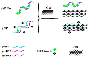 Graphical abstract: A power-free microfluidic chip for SNP genotyping using graphene oxide and a DNA intercalating dye