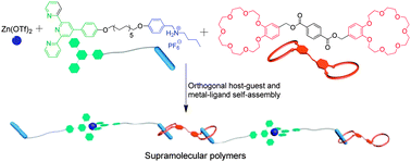 Graphical abstract: Formation of stimuli-responsive supramolecular polymeric assemblies via orthogonal metal–ligand and host–guest interactions