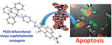 Graphical abstract: Synthesis, spectroscopic and biological studies of a fluorescent Pt(ii) (terpy) based 1,8-naphthalimide conjugate as a DNA targeting agent