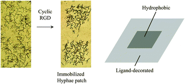 Graphical abstract: Surface control of blastospore attachment and ligand-mediated hyphae adhesion of Candida albicans