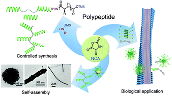 Graphical abstract: Recent advances in amino acid N-carboxyanhydrides and synthetic polypeptides: chemistry, self-assembly and biological applications