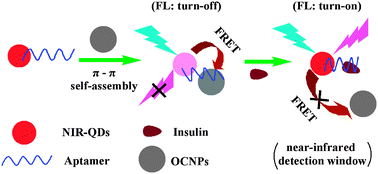 Graphical abstract: A near infrared fluorescence resonance energy transfer based aptamer biosensor for insulin detection in human plasma